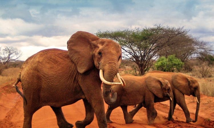 Tsavo Safari - 4 Days