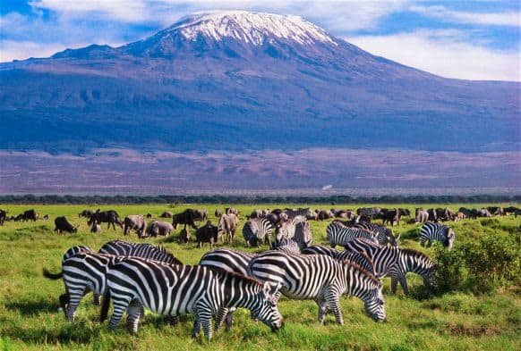 Amboseli Safari - 3 Days