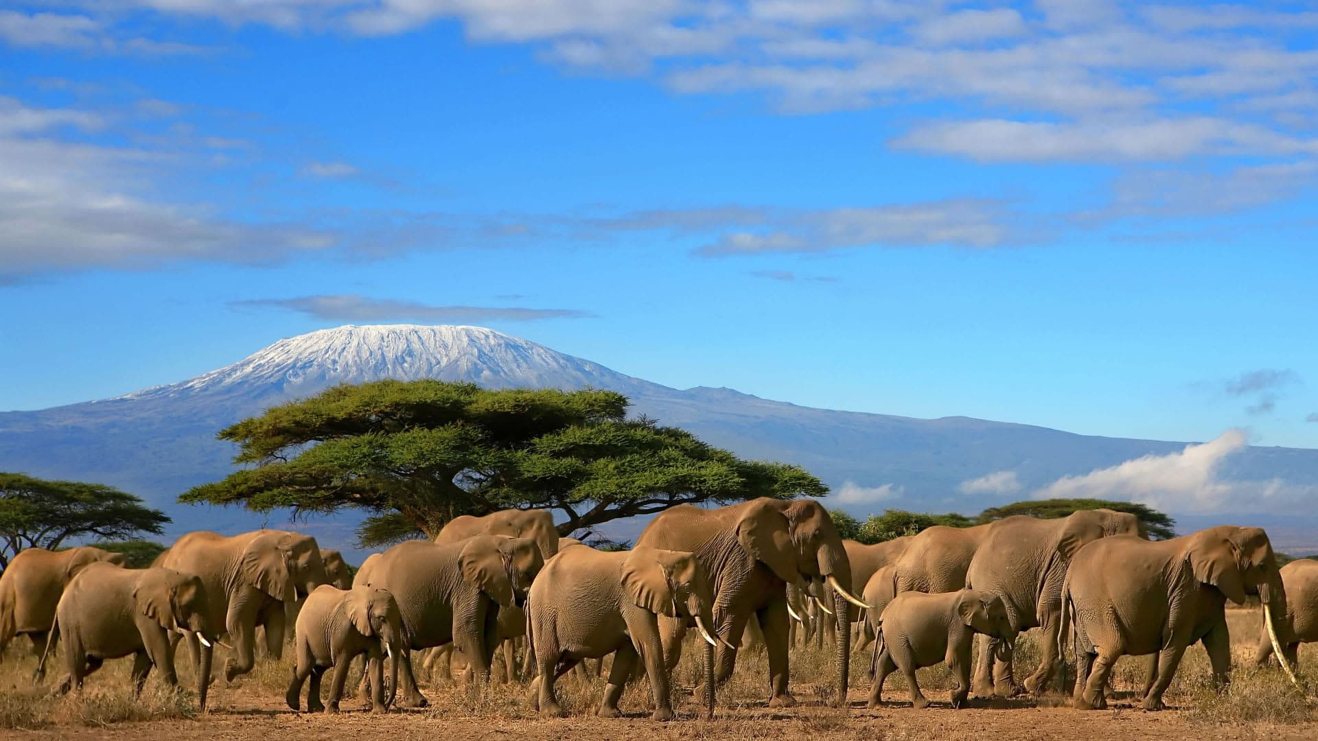 African elephants on dusty plains with Mount Kilimanjaro behind, Amboseli