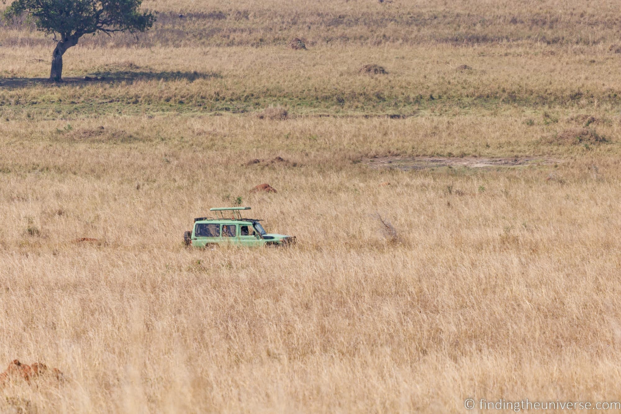 Zebras and wildebeest in dry golden grassland, northern Kenya