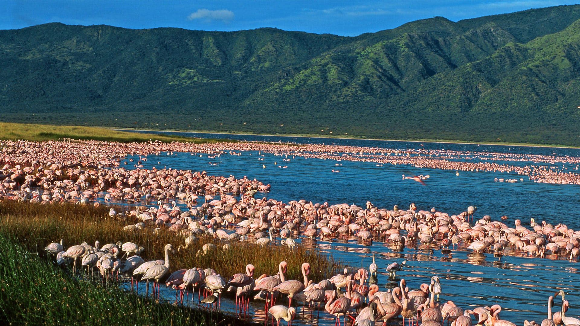 Dense flamingo flock along a soda lake shoreline, Rift Valley